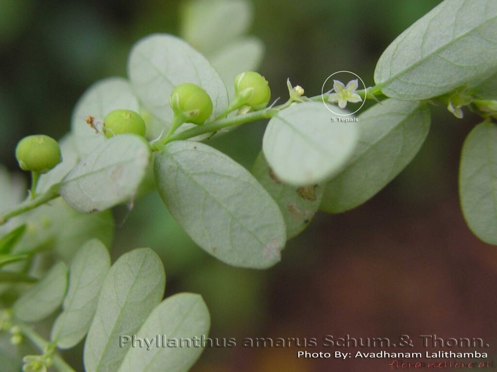 phyllantus amarus component of Proman